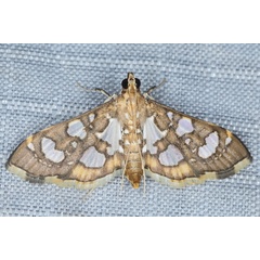 /filer/webapps/moths/media/images/Q/quadrinalis_Glyphodella_A_Heyns_02.JPG