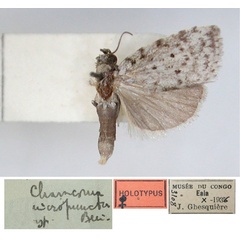 /filer/webapps/moths/media/images/M/micropuncta_Charasoma_HT_RMCA_01.jpg