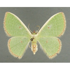 /filer/webapps/moths/media/images/R/rhodolopha_Comibaena_AF_TMSA.jpg