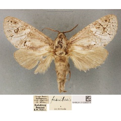 /filer/webapps/moths/media/images/F/fuscibasis_Cossus_STF_BMNH_02.jpg