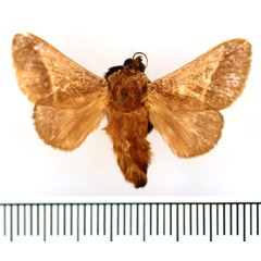 /filer/webapps/moths/media/images/P/phlebodes_Latoia_AF_BMNH.jpg