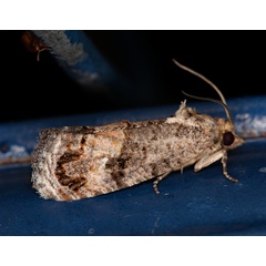 /filer/webapps/moths/media/images/L/leucotreta_Thaumatotibia_A_Roland_01.jpg