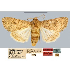 /filer/webapps/moths/media/images/F/fructicosae_Scotogramma_STF_MNHN.jpg