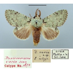 /filer/webapps/moths/media/images/V/varia_Desmeocraera_PTM_TMSA.jpg