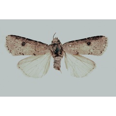 /filer/webapps/moths/media/images/B/birena_Euxoa_HT_RMCA_02.jpg