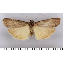 /filer/webapps/moths/media/images/K/krooni_Entephrilema_HT_TMSA.jpg