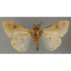 /filer/webapps/moths/media/images/V/viola_Mardara_HT_NHMUKb.jpg