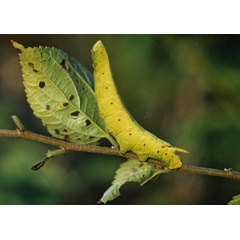 /filer/webapps/moths/media/images/P/postica_Pseudoclanis_C_Roland_01.jpg