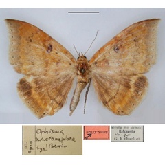 /filer/webapps/moths/media/images/M/macronephra_Achaea_HT_RMCA_01.jpg