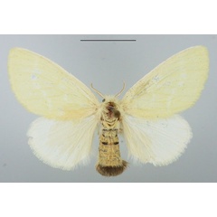 /filer/webapps/moths/media/images/D/dewitzi_Euproctis_AF_TMSA_01.jpg