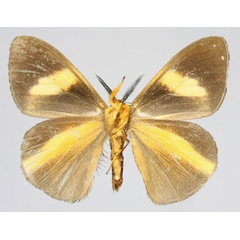 /filer/webapps/moths/media/images/E/epiclithra_Sychnacedes_AM_Romyaldb.jpg