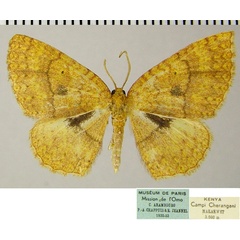 /filer/webapps/moths/media/images/S/serraticornis_Asthenotricha_AM_ZSMa.jpg