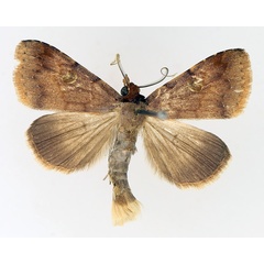 /filer/webapps/moths/media/images/P/poderis_Plecoptera_AM_TMSA_01.jpg