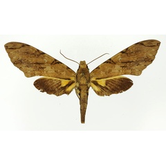 /filer/webapps/moths/media/images/M/morganii_Xanthopan_AF_Basquin_03.jpg