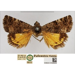 /filer/webapps/moths/media/images/V/varia_Panemeria_HT_NHMUK.jpg