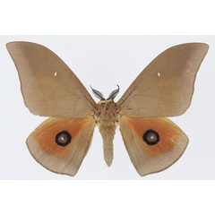 /filer/webapps/moths/media/images/P/pallens_Pseudobunaea_AM_Basquina.jpg