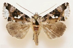 Thysanoplusia callista