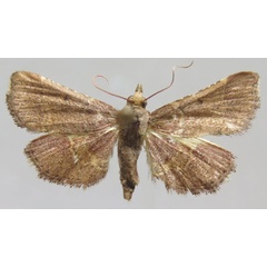 /filer/webapps/moths/media/images/S/solisalis_Analalavia_PTF_MNHN.jpg