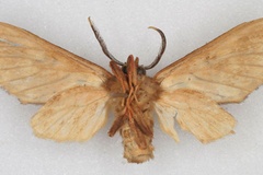 Hippurarctia kamitugensis