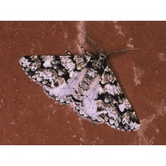 /filer/webapps/moths/media/images/F/faceta_Colocleora_A_Roland.jpg