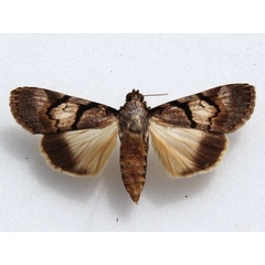 /filer/webapps/moths/media/images/K/kathrina_Audea_Goffa_01.jpg