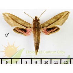 /filer/webapps/moths/media/images/A/aurora_Hippotion_AM_SMCR_01.jpg