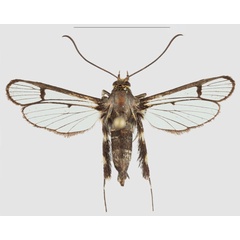 /filer/webapps/moths/media/images/T/tigripes_Crinipus_PTF_ANHRT.jpg