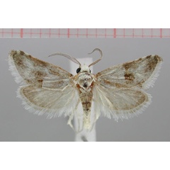 /filer/webapps/moths/media/images/M/mollis_Pseudurgis_HT_TMSA.jpg