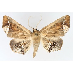 /filer/webapps/moths/media/images/L/leucotessellis_Episparis_AF_TMSA_01.jpg