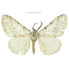 /filer/webapps/moths/media/images/P/politzari_Nothabraxas_PTM_ZSM.jpg
