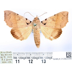 /filer/webapps/moths/media/images/K/korana_Serrodes_AM_BMNH.jpg