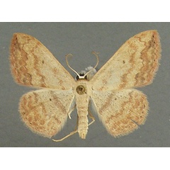 /filer/webapps/moths/media/images/C/caesaria_Scopula_AM_TMSA_02.jpg