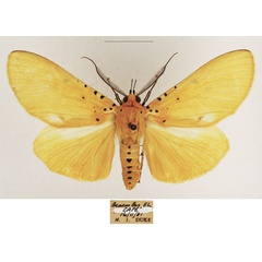 /filer/webapps/moths/media/images/S/speciosa_Asota_AM_TMSA_05.jpg