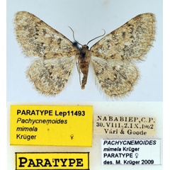 /filer/webapps/moths/media/images/M/mimela_Pachycnemoides_PTF_TMSA_02.jpg