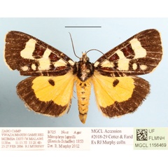 /filer/webapps/moths/media/images/L/latreillii_Mitrophrys_A_MGCLa_01.JPG