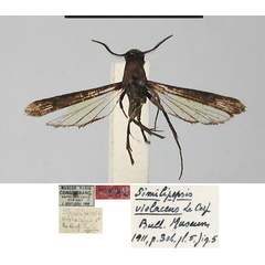 /filer/webapps/moths/media/images/V/violaceus_Similipepsis_HT_MNHN.jpg