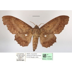 /filer/webapps/moths/media/images/C/cinerascens_Mimiopacha_AF_MGCLa_01.JPG