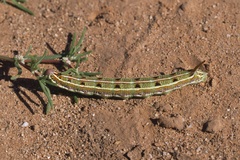 Hyles livornica