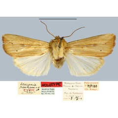 /filer/webapps/moths/media/images/P/pauliani_Leucania_HT_MNHN.jpg