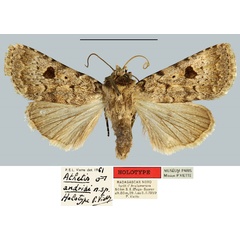 /filer/webapps/moths/media/images/A/andriai_Athetis_HT_MNHN.jpg