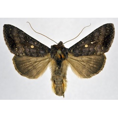 /filer/webapps/moths/media/images/T/turlini_Thysanoplusia_AM_NHMO.jpg