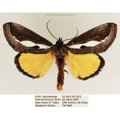 /filer/webapps/moths/media/images/M/marshalli_Paratuerta_AM_TMSA_03.jpg