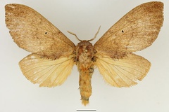 Gastroplakaeis rufescens
