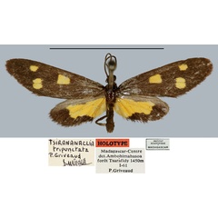 /filer/webapps/moths/media/images/T/tripunctata_Tsirananaclia_HT_MNHN.jpg