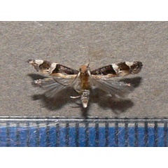 /filer/webapps/moths/media/images/L/lamprostoma_Helcystogramma_A_Goffa_01.JPG