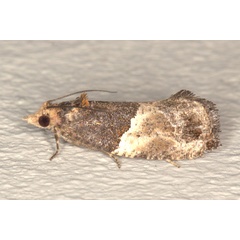 /filer/webapps/moths/media/images/O/orthacta_Neaspasia_AM_Heyns_02.jpg