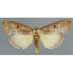 /filer/webapps/moths/media/images/D/duplex_Elaphrodes_A_RMCA_01.jpg