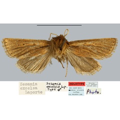 /filer/webapps/moths/media/images/E/excelsa_Sesamia_HT_MNHN.jpg