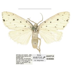 /filer/webapps/moths/media/images/M/mondika_Siccia_HT_ANHRT.jpg
