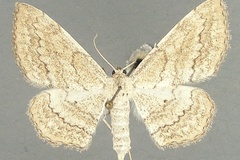 Scopula rufisalsa rufisalsa